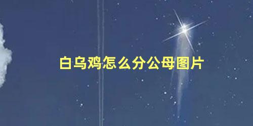 白乌鸡怎么分公母图片