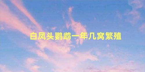 白凤头鹦鹉一年几窝繁殖