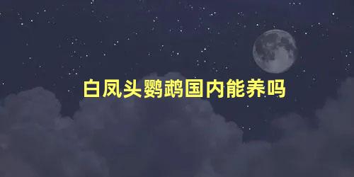 白凤头鹦鹉国内能养吗