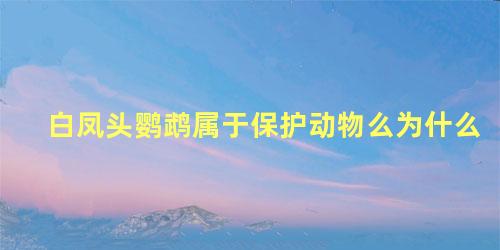 白凤头鹦鹉属于保护动物么为什么