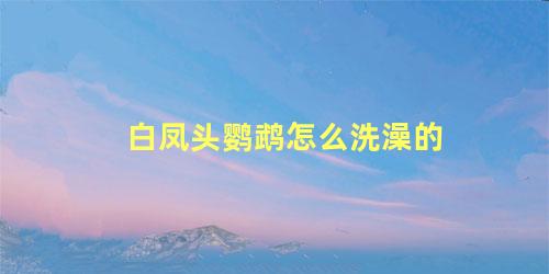 白凤头鹦鹉怎么洗澡的
