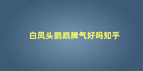 白凤头鹦鹉脾气好吗知乎