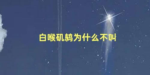 白喉矶鸫为什么不叫