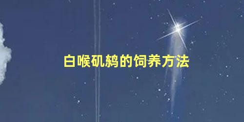 白喉矶鸫的饲养方法