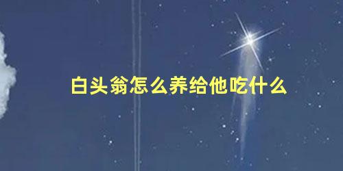 白头翁怎么养给他吃什么