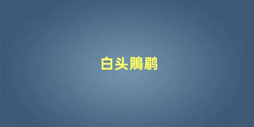 白头鵙鹛