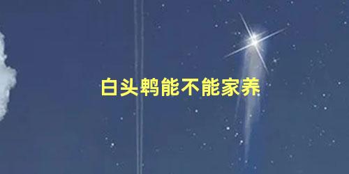 白头鹎能不能家养