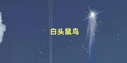 白头鼠鸟