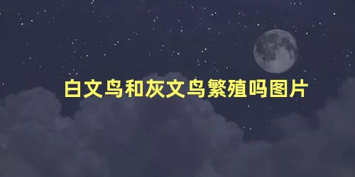 白文鸟和灰文鸟繁殖吗图片