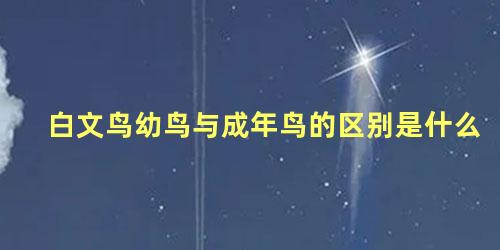 白文鸟幼鸟与成年鸟的区别是什么