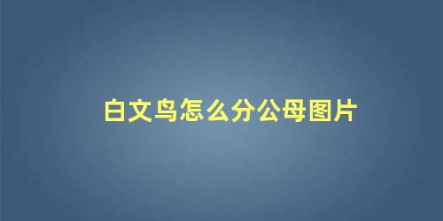 白文鸟怎么分公母图片