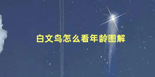 白文鸟怎么看年龄图解