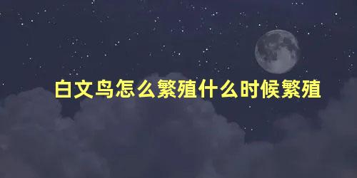 白文鸟怎么繁殖什么时候繁殖