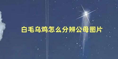 白毛乌鸡怎么分辨公母图片