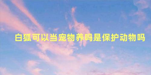 白狐可以当宠物养吗是保护动物吗