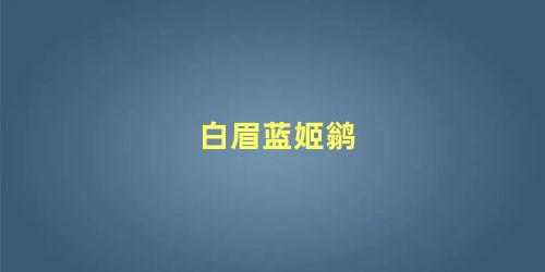 白眉蓝姬鹟