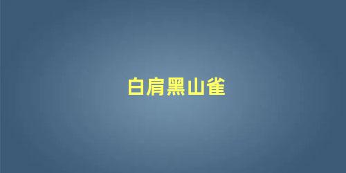 白肩黑山雀