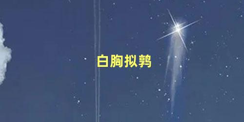 白胸拟鹑
