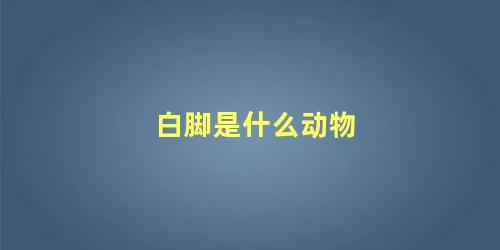 白脚是什么动物
