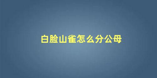 白脸山雀怎么分公母