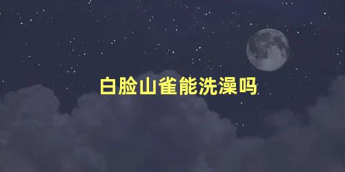 白脸山雀能洗澡吗