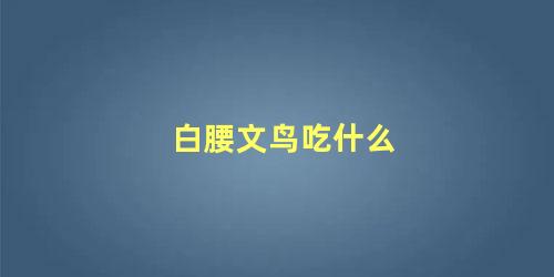 白腰文鸟吃什么