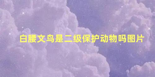 白腰文鸟是二级保护动物吗图片