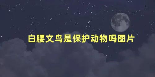 白腰文鸟是保护动物吗图片