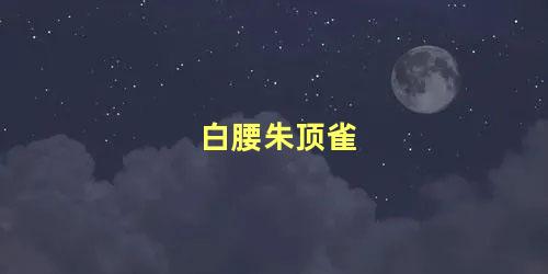 白腰朱顶雀