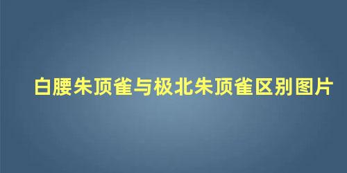 白腰朱顶雀与极北朱顶雀区别图片