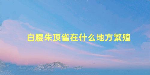 白腰朱顶雀在什么地方繁殖
