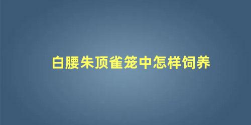 白腰朱顶雀笼中怎样饲养