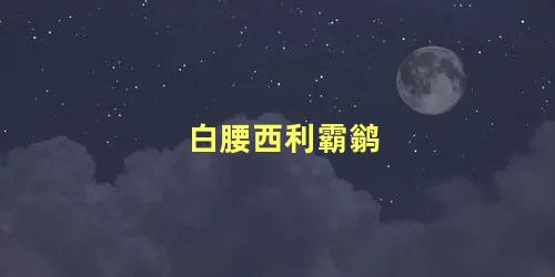 白腰西利霸鹟