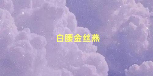 白腰金丝燕