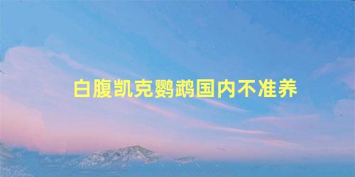 白腹凯克鹦鹉国内不准养