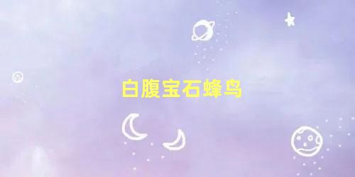 白腹宝石蜂鸟