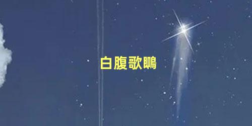 白腹歌䳭