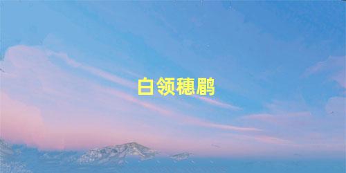 白领穗鹛