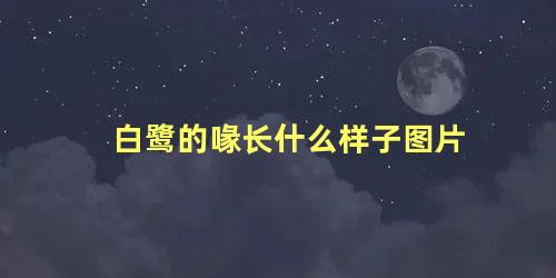 白鹭的喙长什么样子图片