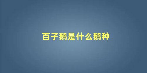 百子鹅是什么鹅种