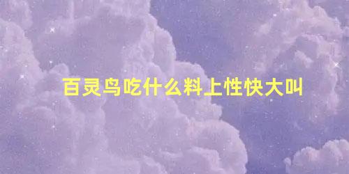 百灵鸟吃什么料上性快大叫