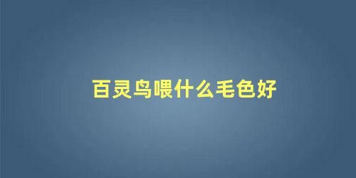 百灵鸟喂什么毛色好
