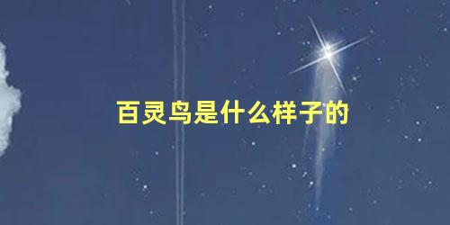 百灵鸟是什么样子的