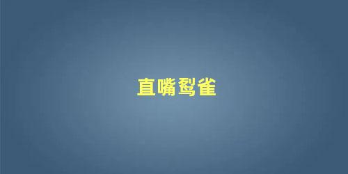 直嘴䴕雀