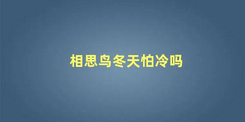 相思鸟冬天怕冷吗
