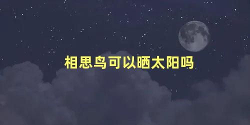 相思鸟可以晒太阳吗