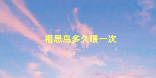 相思鸟多久喂一次