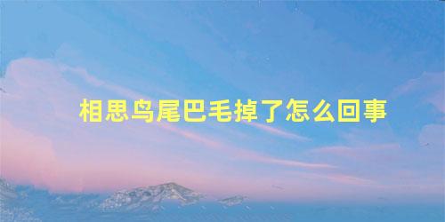 相思鸟尾巴毛掉了怎么回事