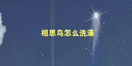 相思鸟怎么洗澡