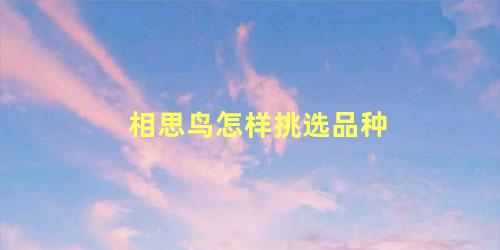 相思鸟怎样挑选品种